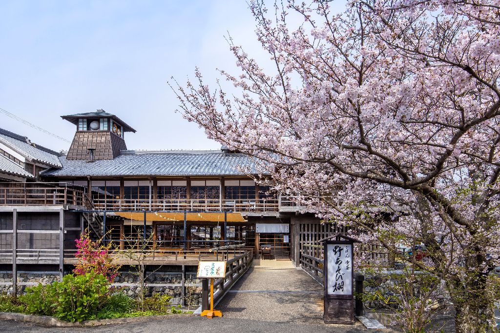 Isuzu River Sakura Festival