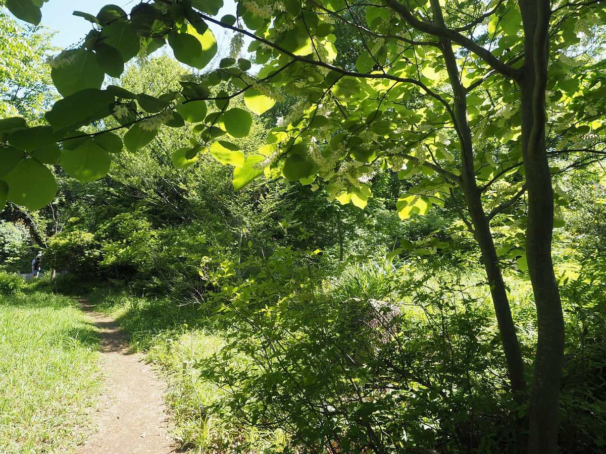 奥多摩ゾーン・落葉広葉樹林