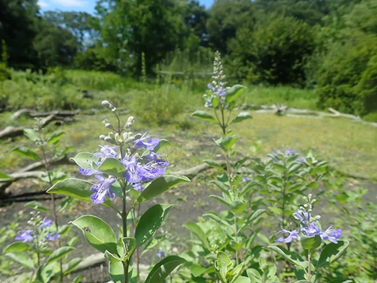 伊豆諸島ゾーン・海岸砂地