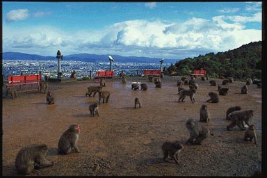 嵐山モンキーパーク いわたやま