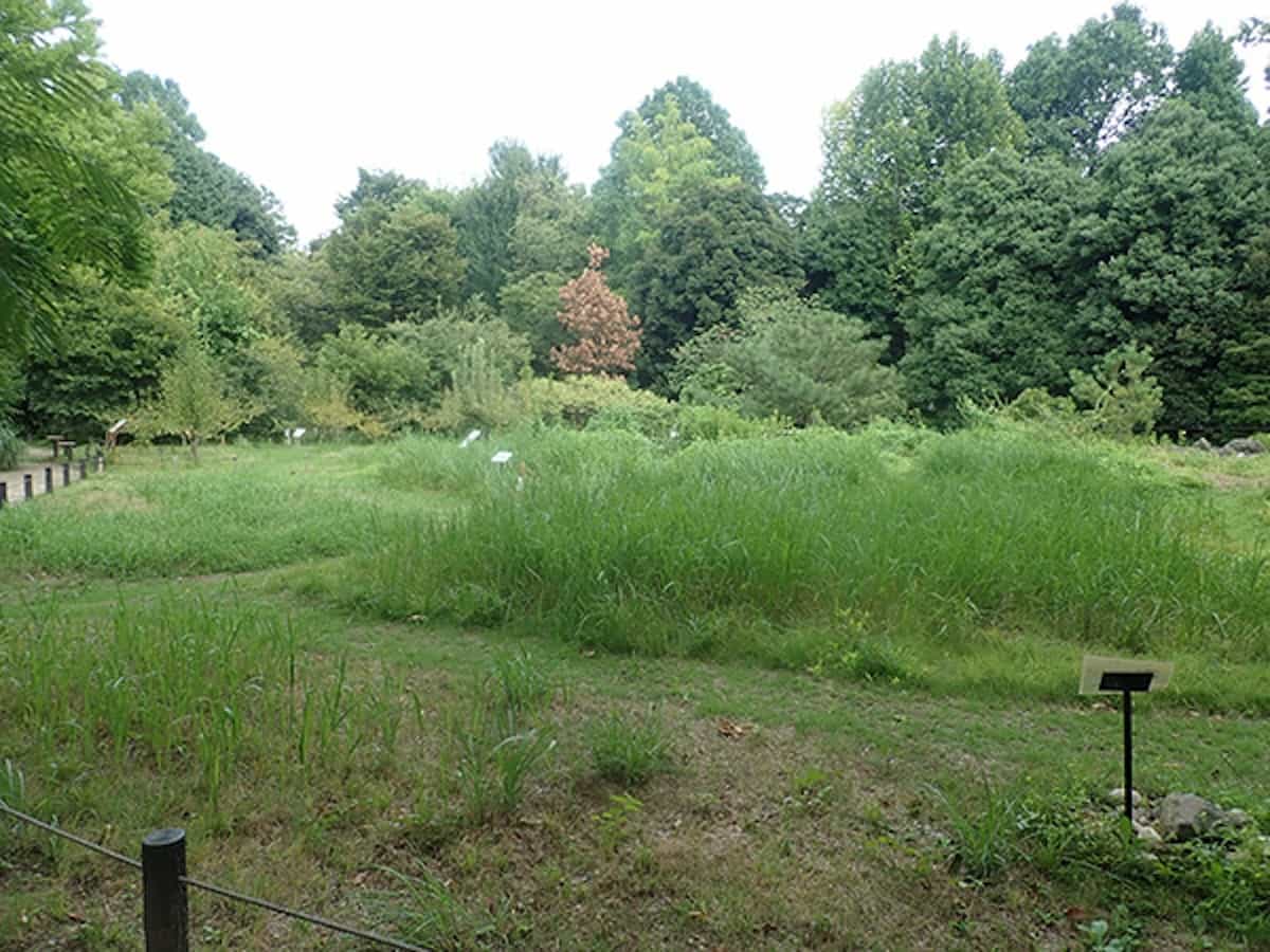 武蔵野ゾーン・低茎草地