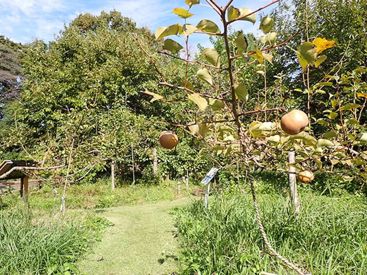 武蔵野ゾーン・果樹林