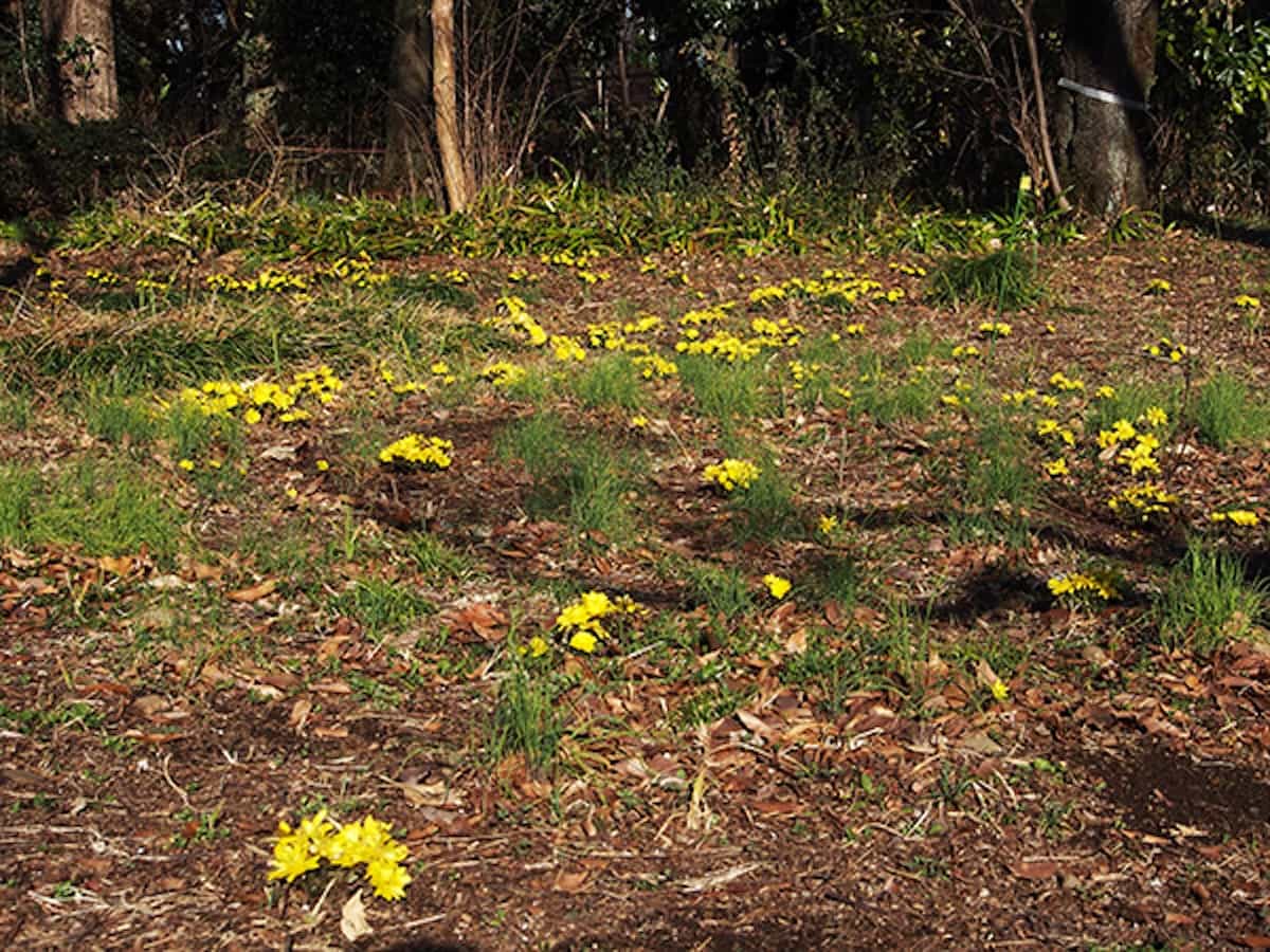 フクジュソウ園