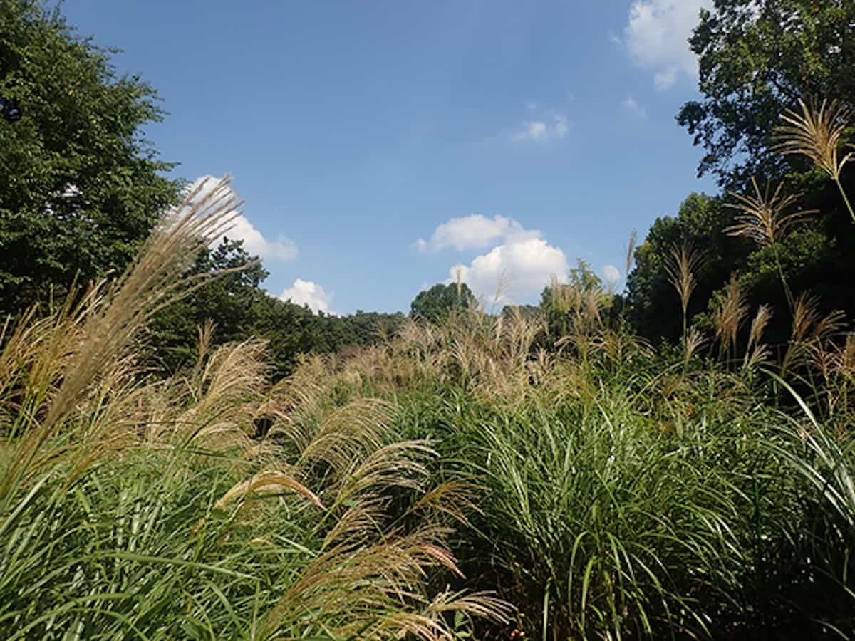 武蔵野ゾーン・高茎草地