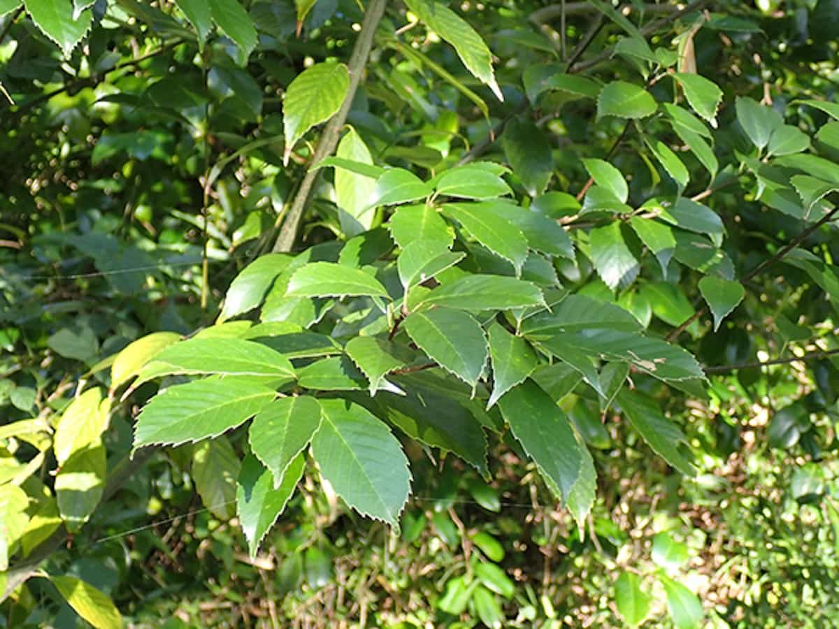沿岸部の雑木林
