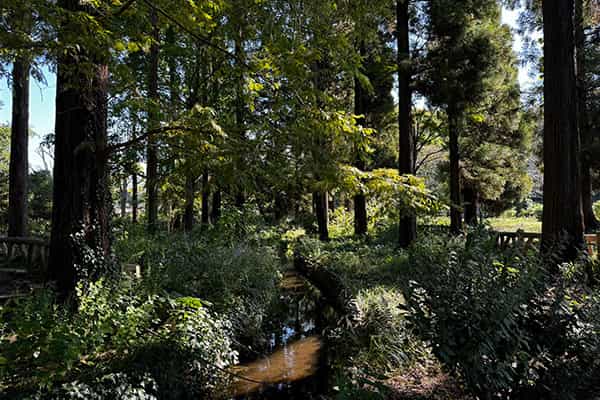 流れの山野草園