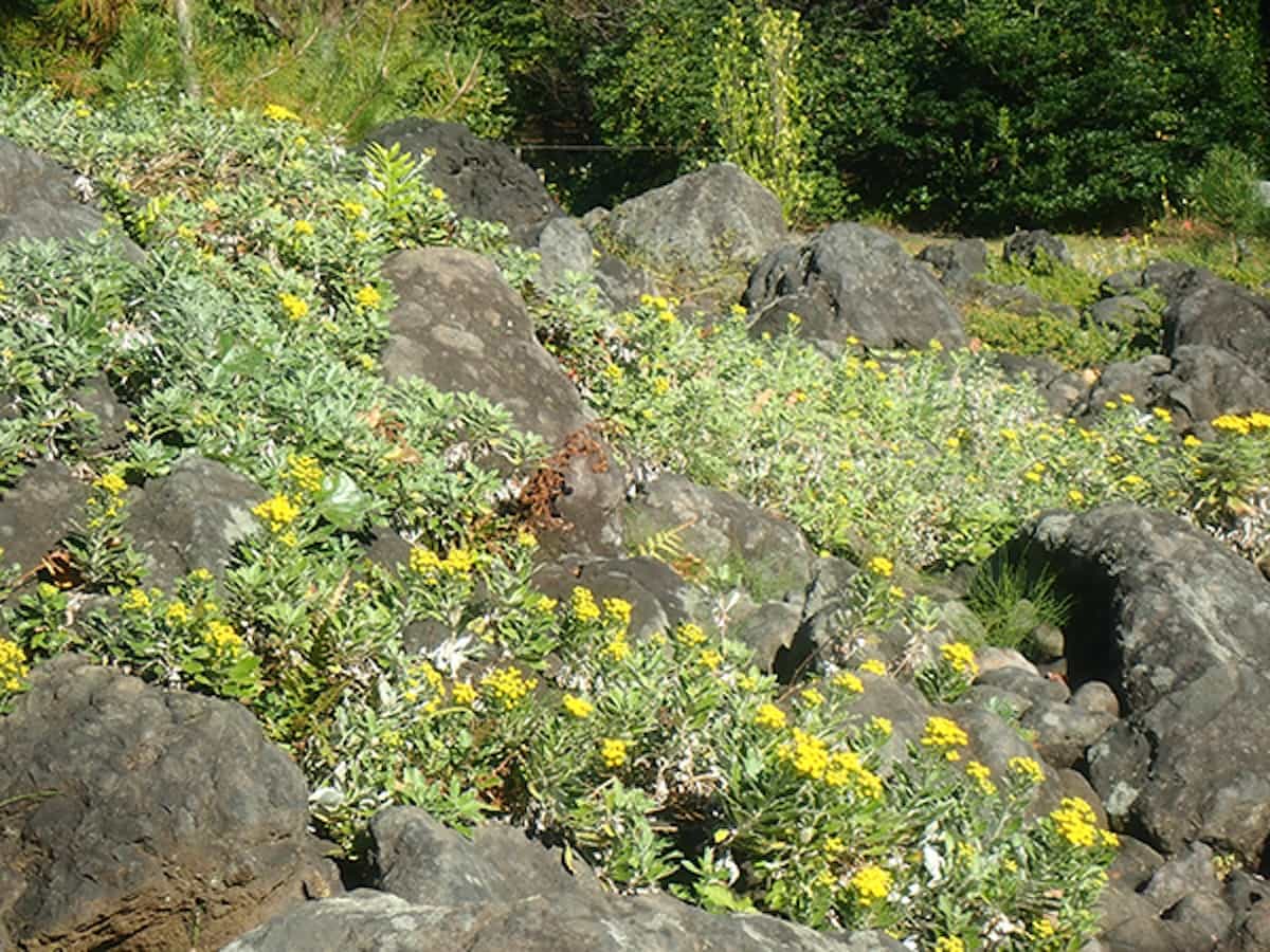 伊豆諸島ゾーン・海岸岩地