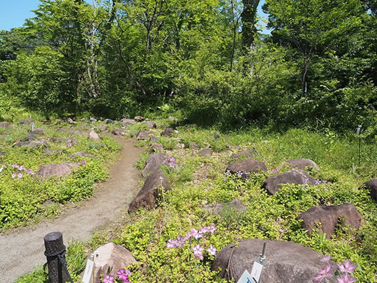 武蔵野ゾーン・礫地