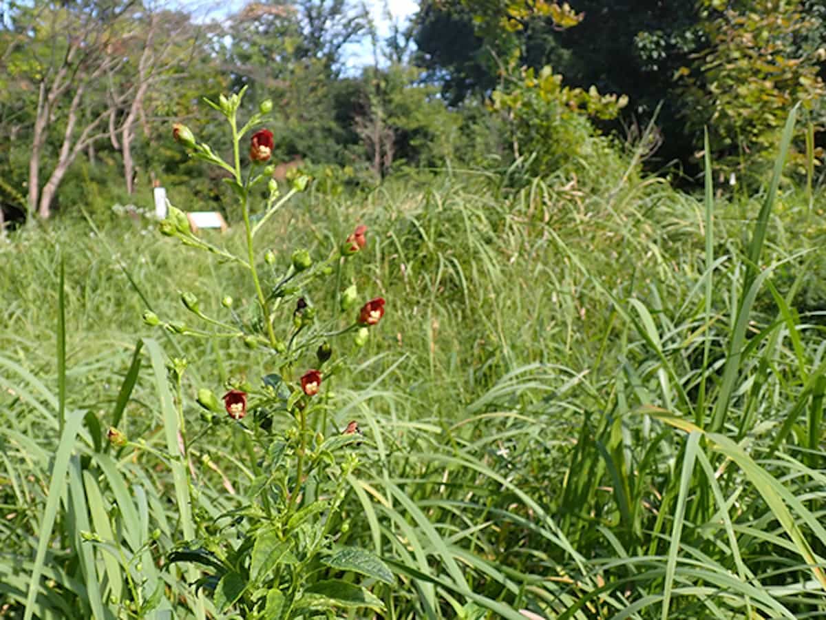 奥多摩ゾーン・湿生草地