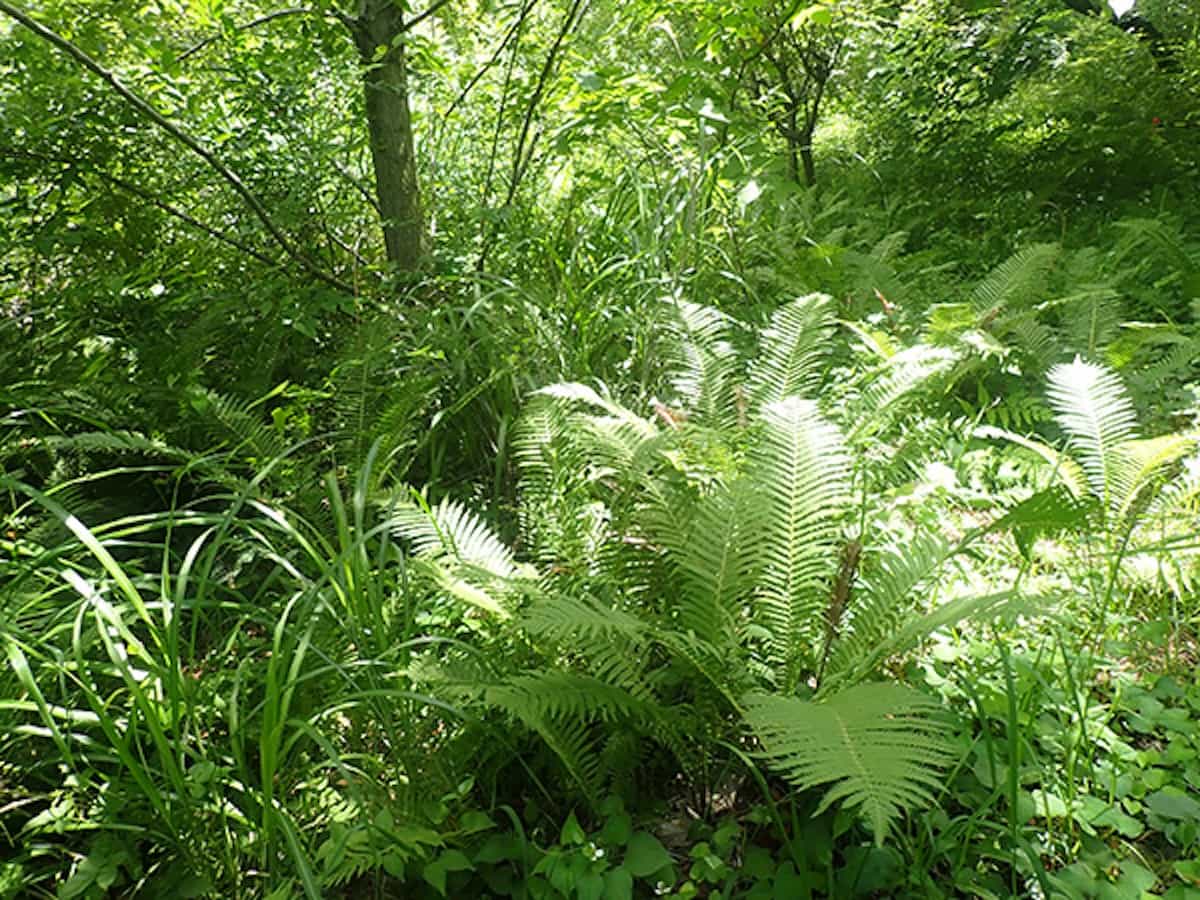奥多摩ゾーン・湿生林