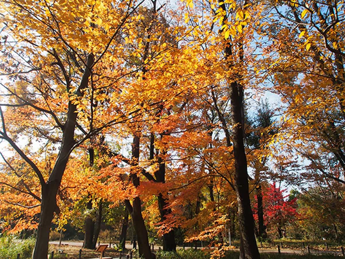 武蔵野ゾーン・雑木林