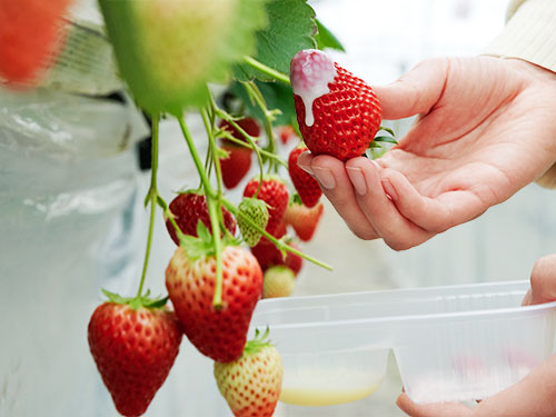 Jolly Farm, a seaside strawberry field