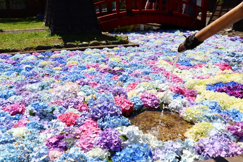 松前藩屋敷浮き紫陽花