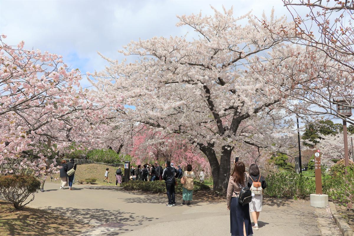 松前さくらまつり