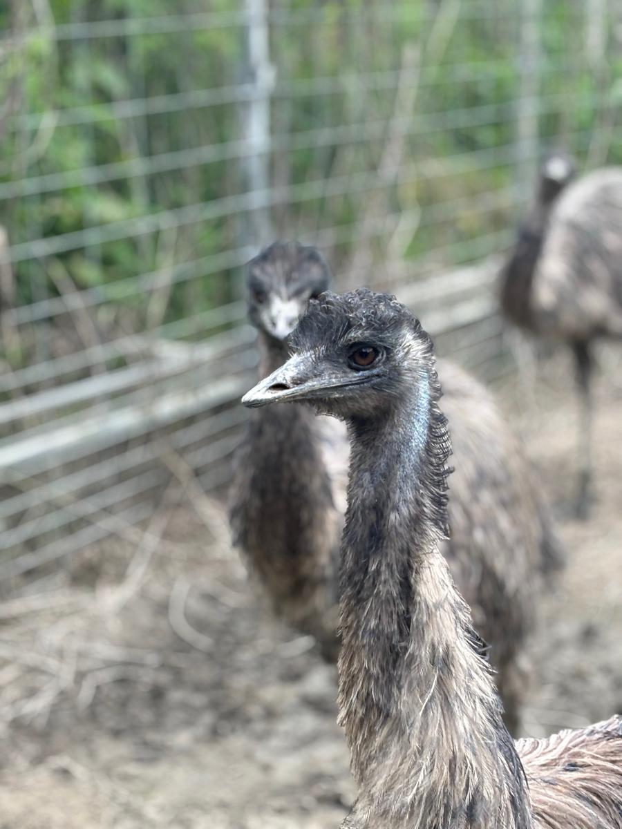 エミュー飼育場