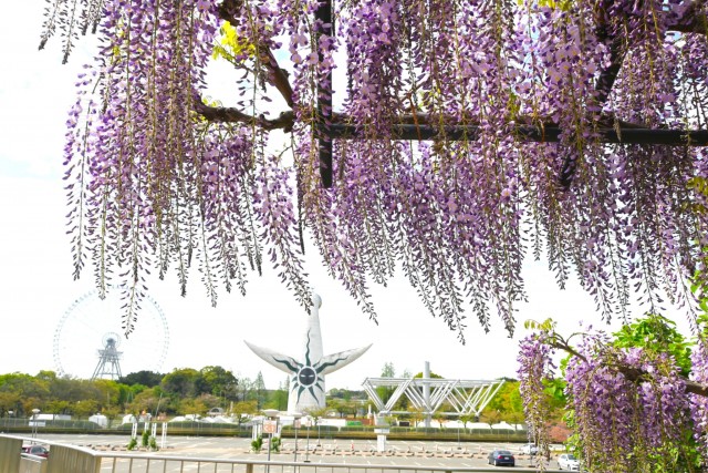 Wisteria Trellis in Rose Garden