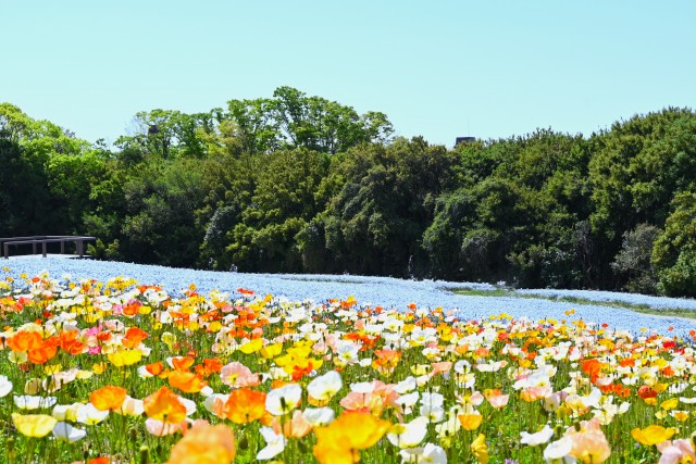 ポピー・ネモフィラフェスタ