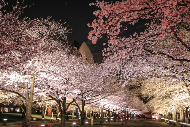 SAKURA EXPO 2026 “Higashioji Avenue Cherry Blossom Illumination”