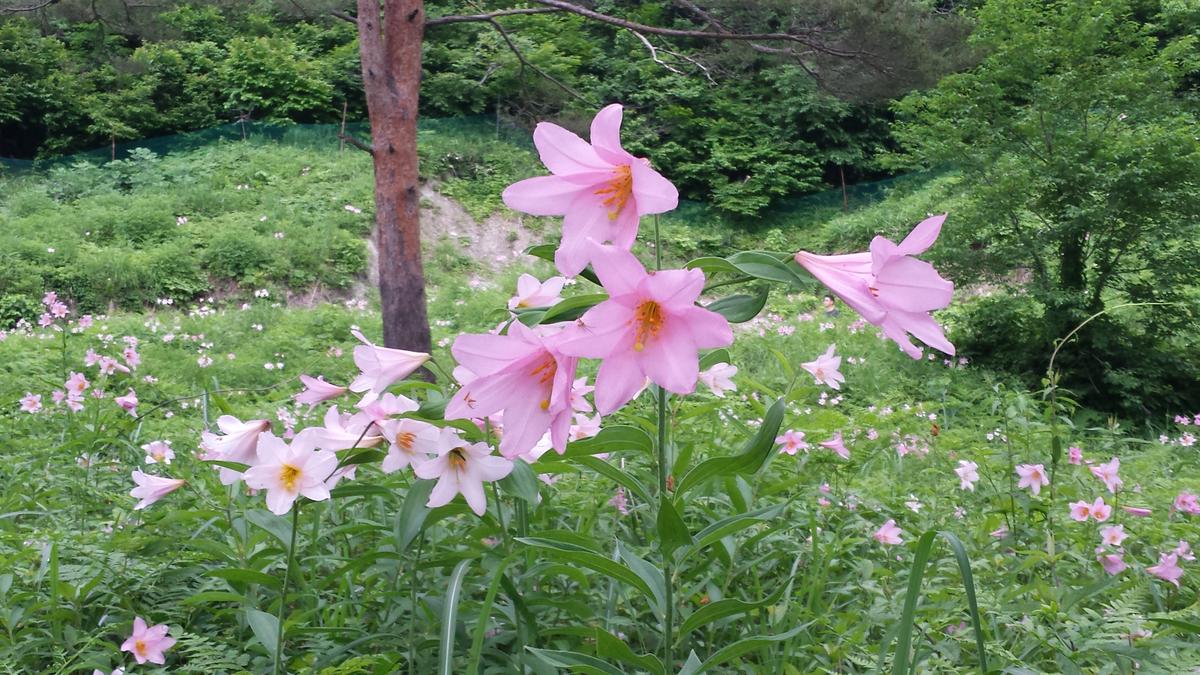 安座のおとめゆり群生地