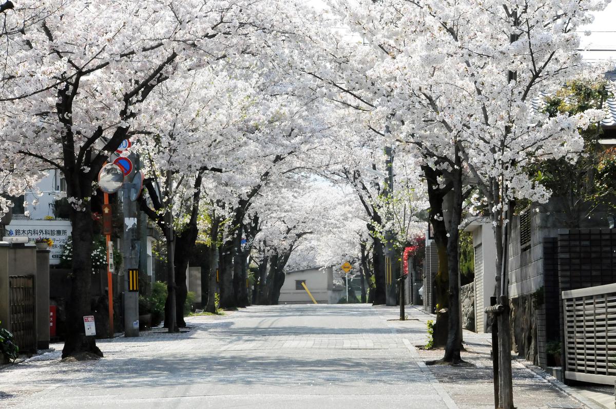 Sakura Pathway (Sakura no Michi)'s image 1
