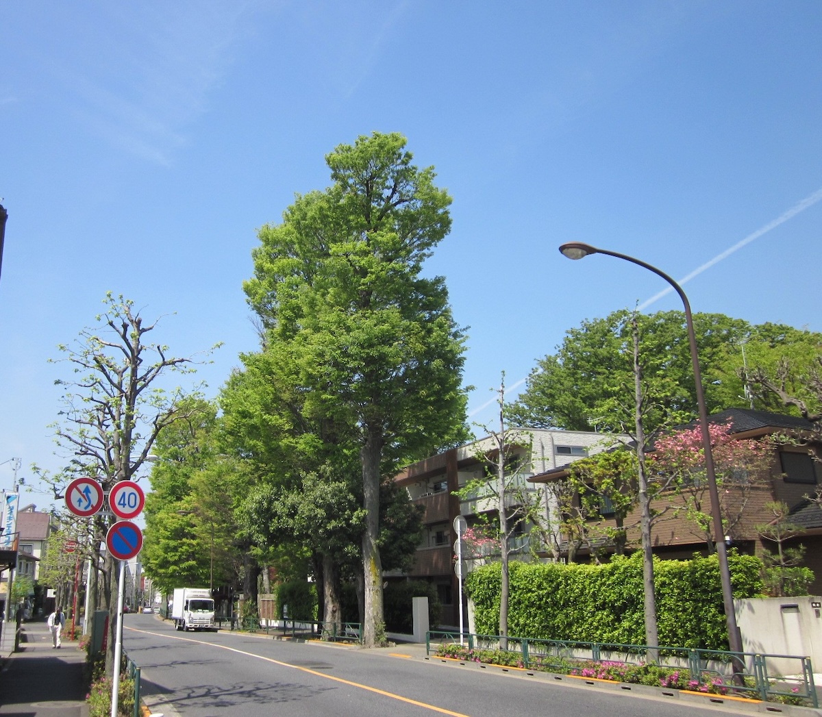 五日市街道のケヤキ並木