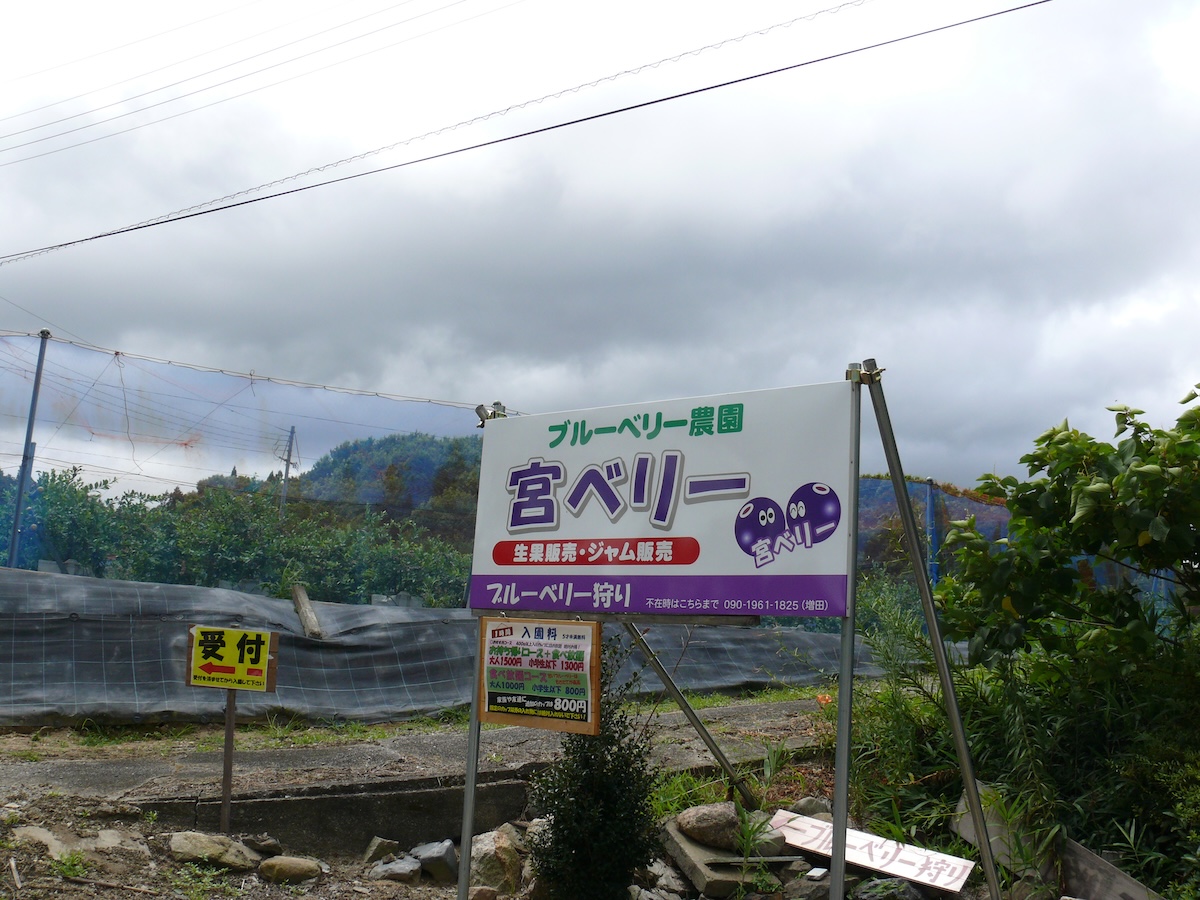 宮ベリー【ブルーベリー】