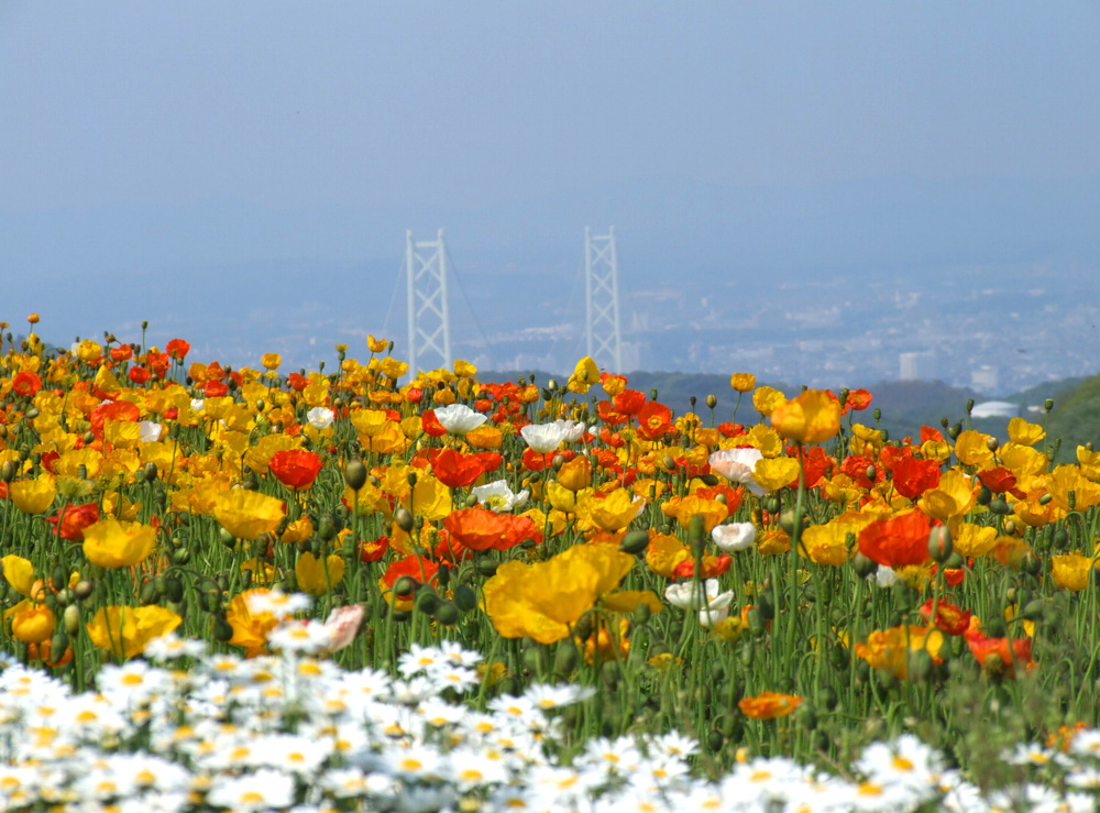 県立公園あわじ花さじき