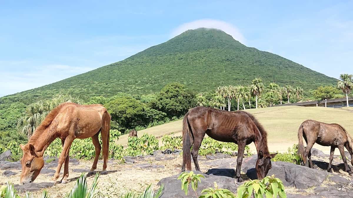 開聞山麓自然公園