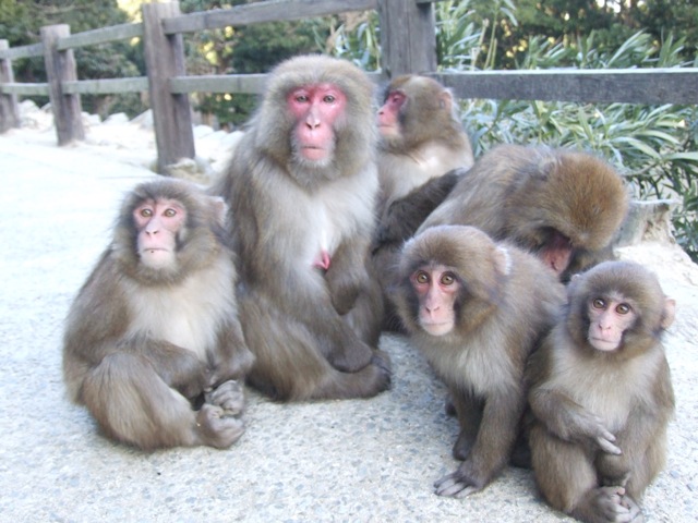 淡路島モンキーセンター