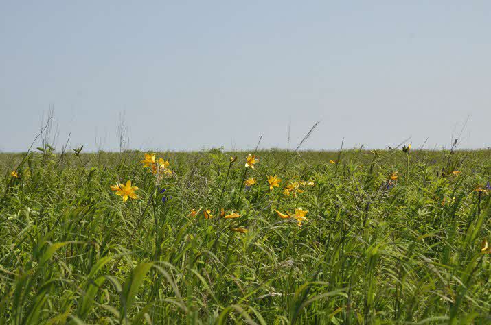 大津海岸長節湖畔野生植物群落