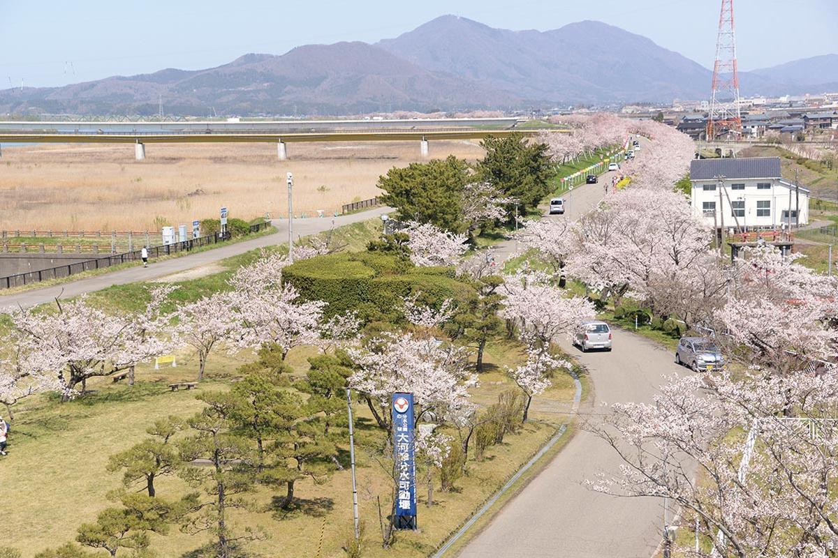 Ohkouzu Diversion Channel Cherry Blossom Street