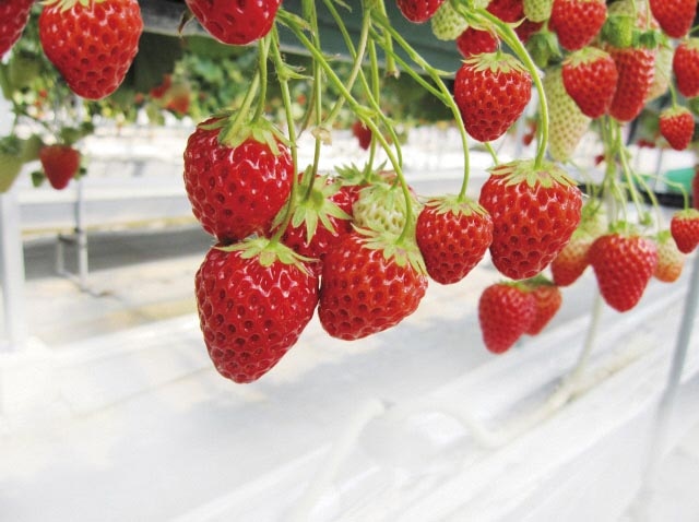 Saito Strawberry Farm