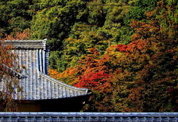 Iwakura Jissoin Monzeki Temple's image 1