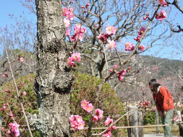 Zuishinin Ono Baien's image 1