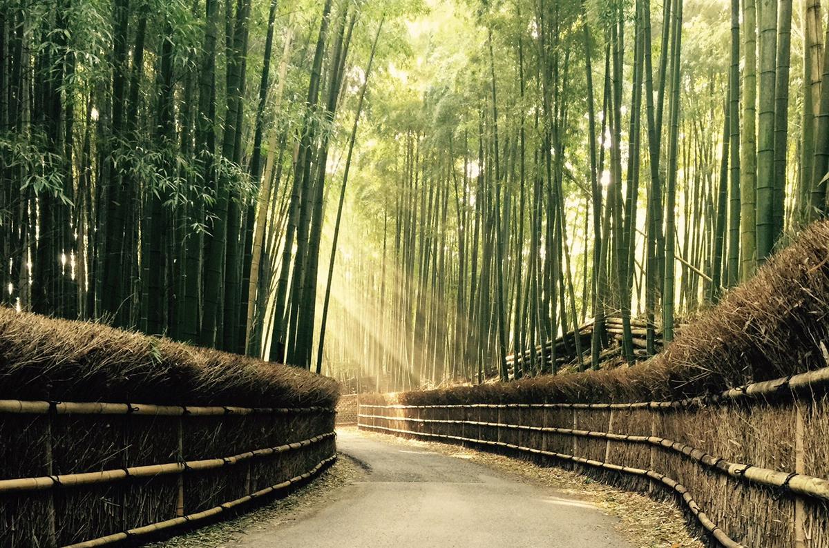 Bamboo Pathway (Take no Michi)'s image 1