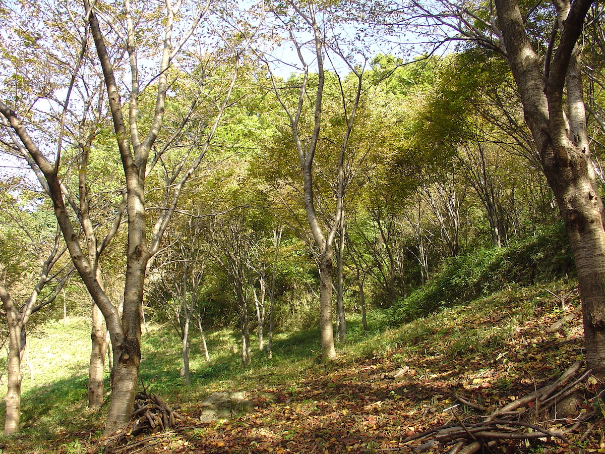Takao-yama Creative Forest's image 1
