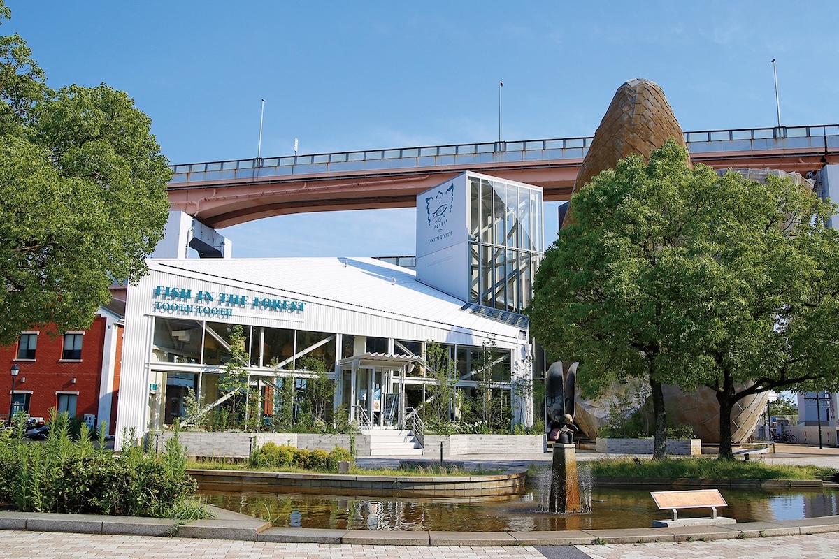 TOOTH TOOTH FISH IN THE FOREST