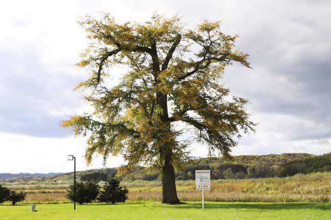 二宮のはるにれ