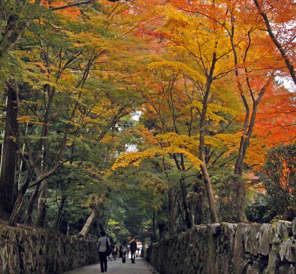 Kosyoji Temple's image 1