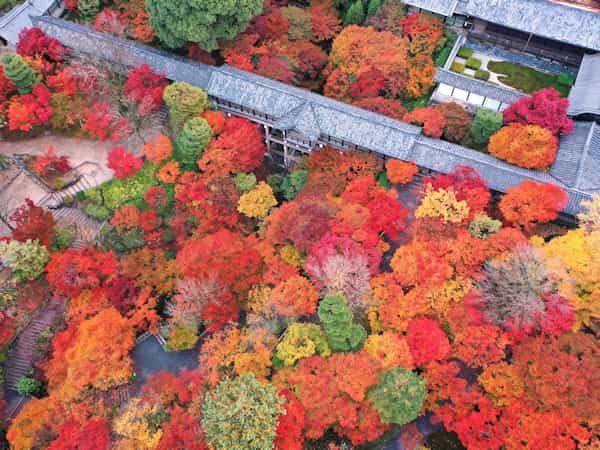 Tofukuji Temple's image 1