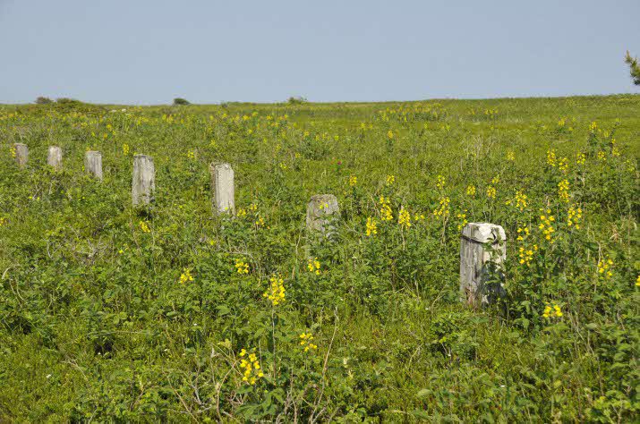 大津海岸トイトッキ浜野生植物群落