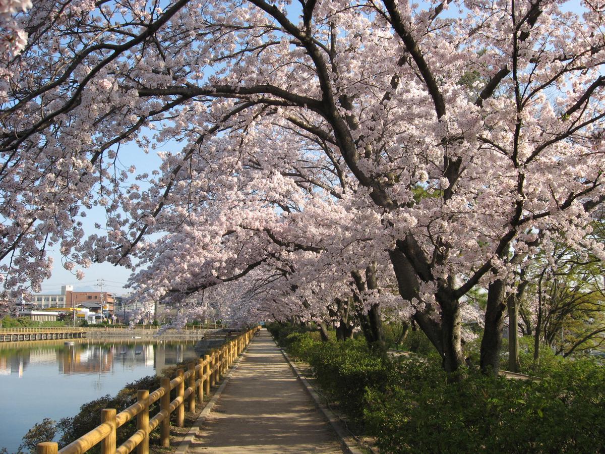Hachijo Pond's image 1