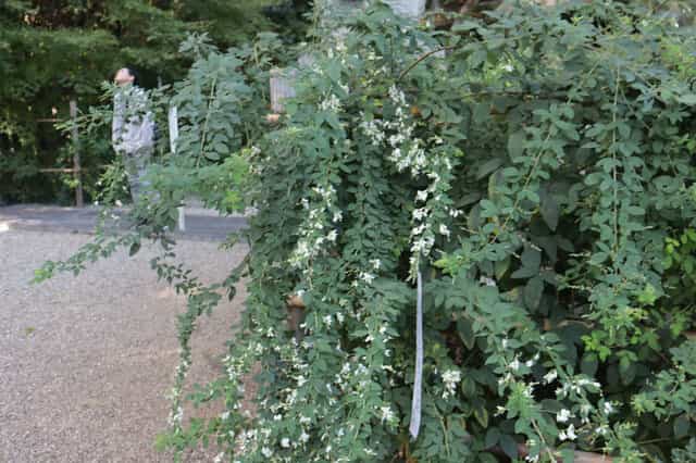 Nashinoki Shrine's image 1