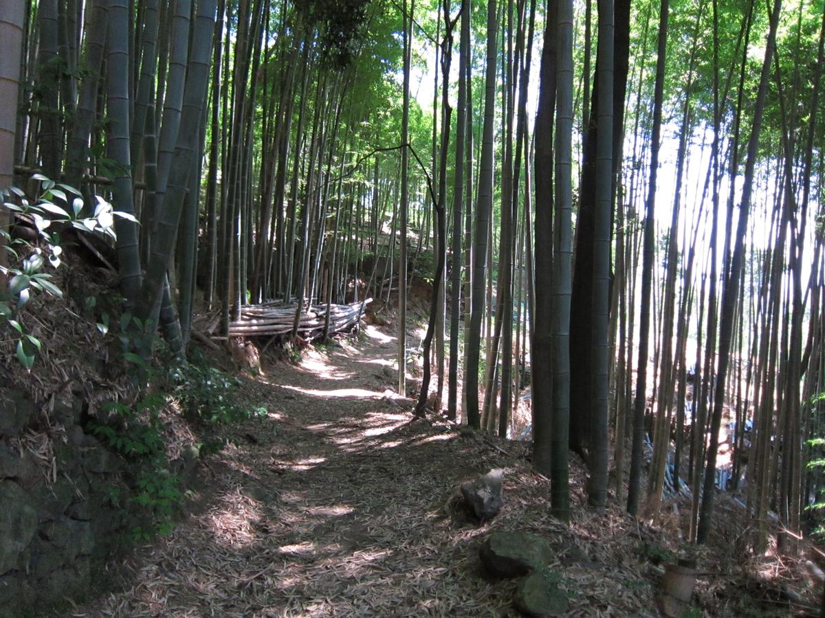 Bamboo Grove Pathway (Chikurin no Komichi)'s image 1