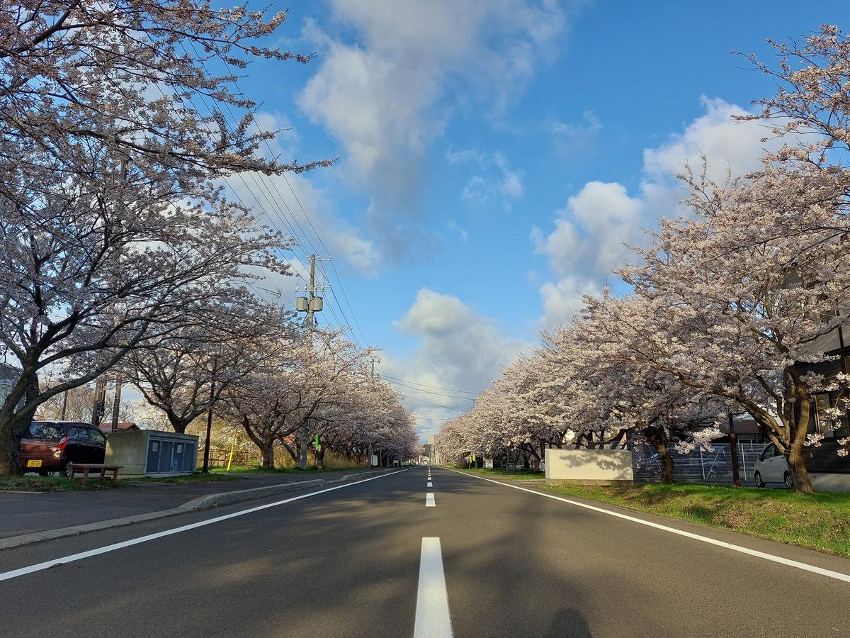 桜並木(町道公園連絡線)