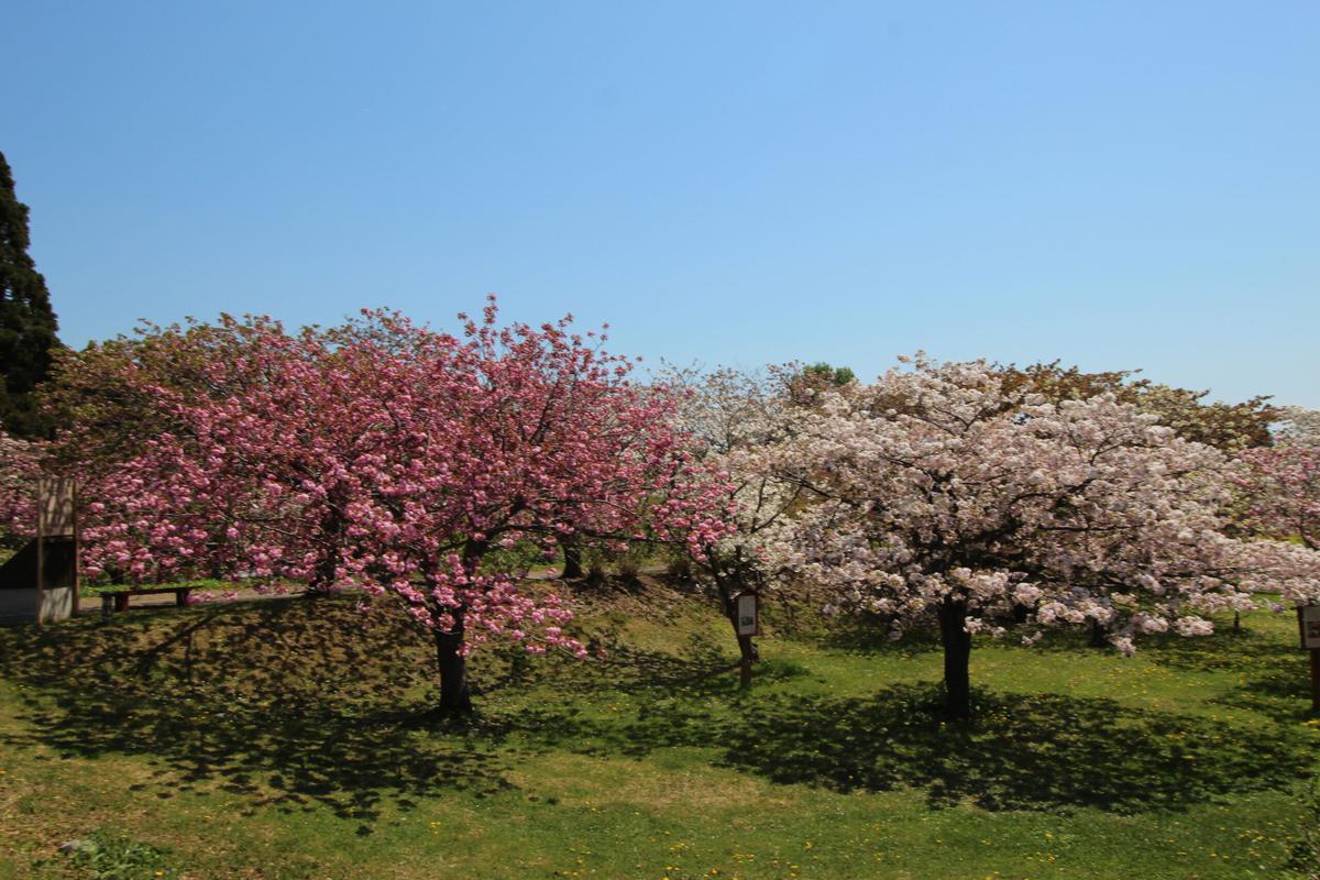 新桜見本園