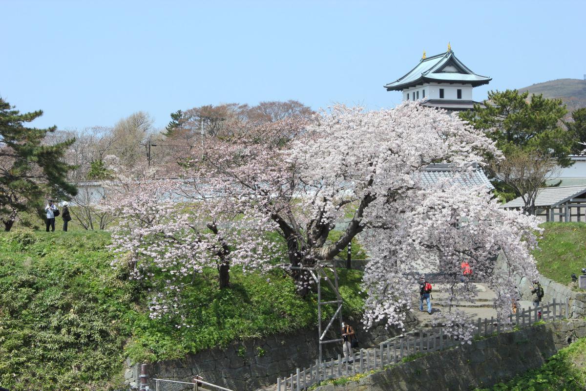 夫婦桜