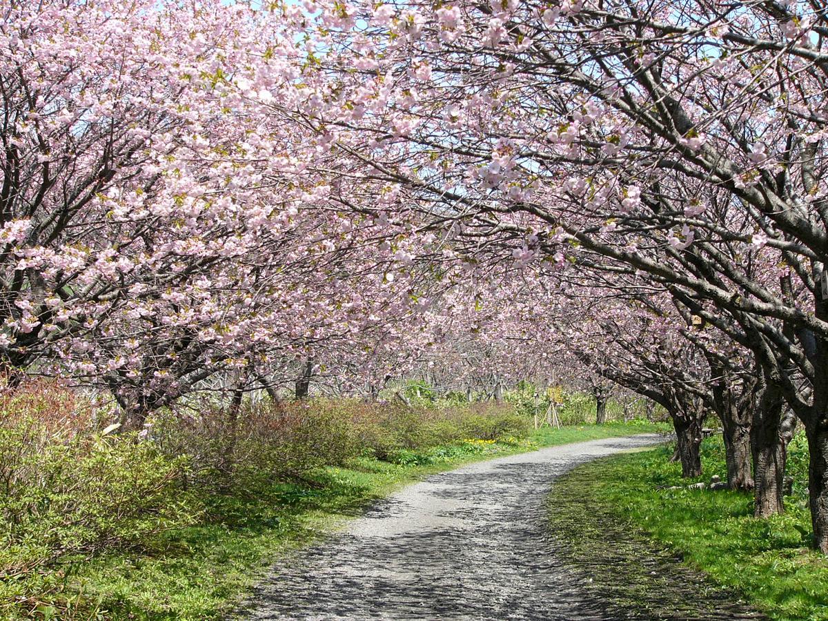 桜のトンネル