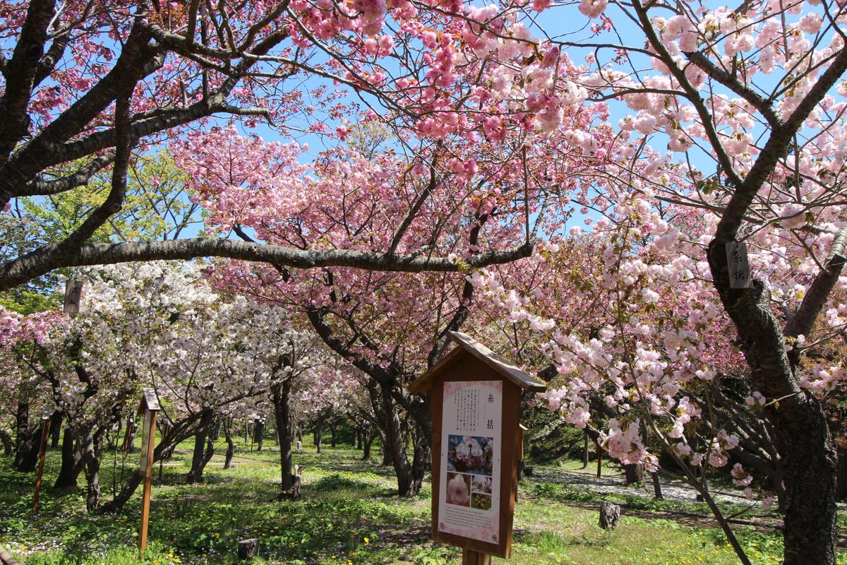 桜見本園