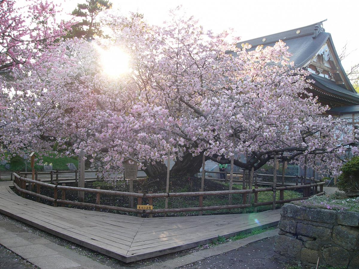 血脈桜